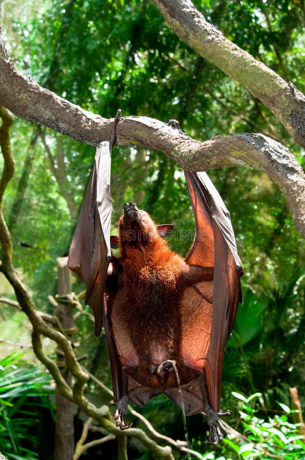 Urinating Flying Fox stock images