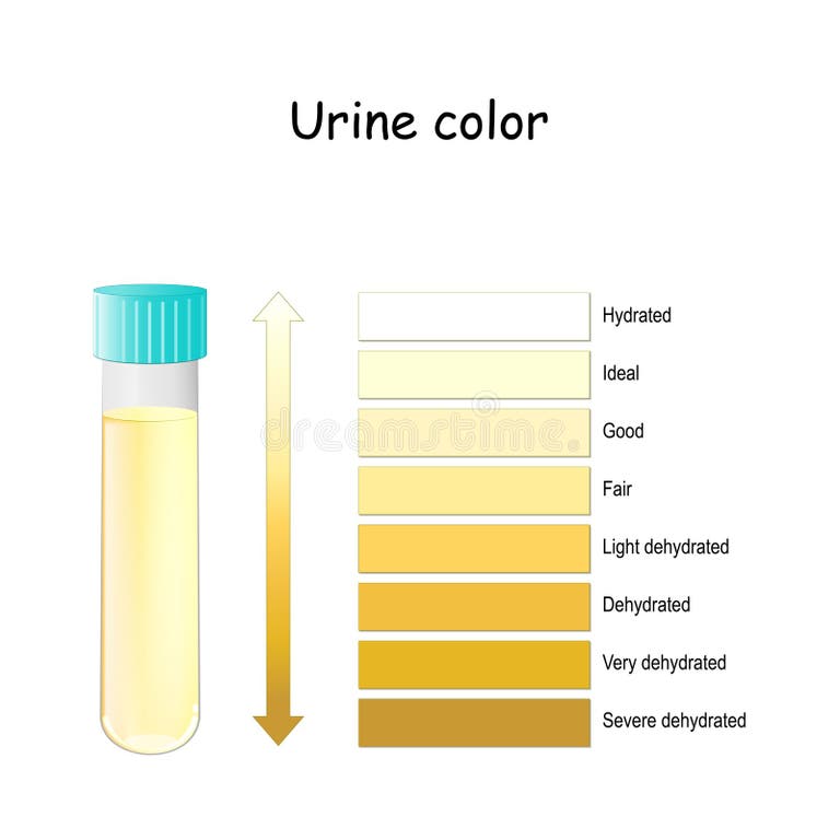 Urine Chart Stock Illustrations – 192 Urine Chart Stock Illustrations ...