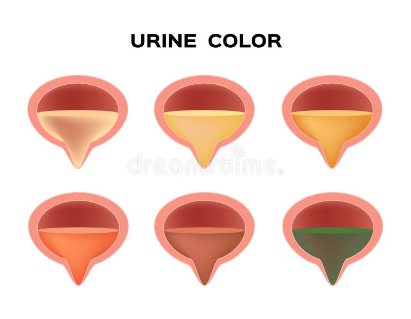 Urine Color Chart Test Tubes Clear Yellow Orange Dehydrated Stock Vector -  Illustration of clear, colour: 189590778