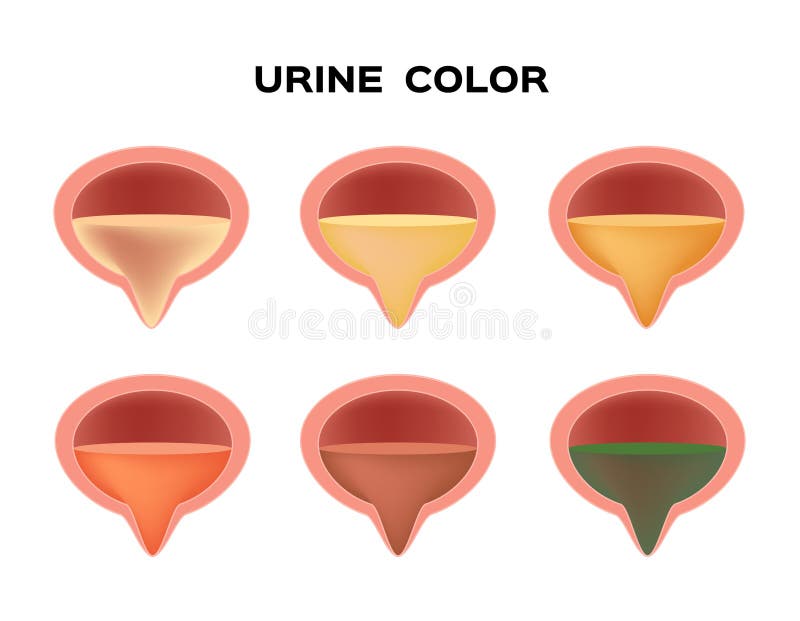 Urinekleur/transparante gele roodbruin en groen vector illustratie Urinekleur/transparante gele roodbruin en groen vector illustratie