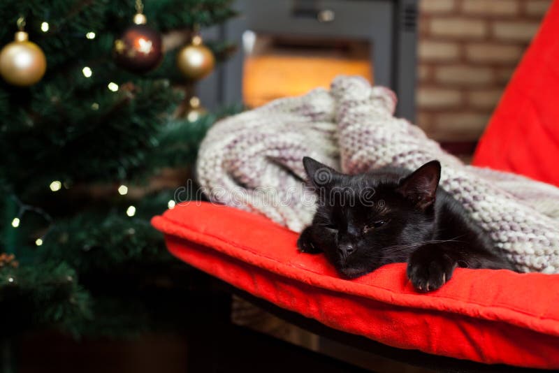 uroczy czarny kot spokojnie sypiający na czerwonym krześle, choince i ogniu w kominku w tle - koncepcja hygge