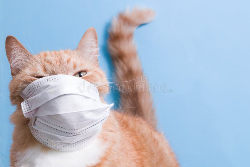 Cute red cat in a white children`s medical protective mask on a blue background copy space, veterinary medicine and treatment of pets, coronavirus and quarantine 2020. Cute red cat in a white children`s medical protective mask on a blue background copy space, veterinary medicine and treatment of pets, coronavirus and quarantine 2020