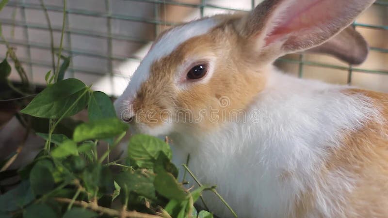 Uroczy królik rasy holenderskiej lub mieszać liście jedzące wewnątrz klatki