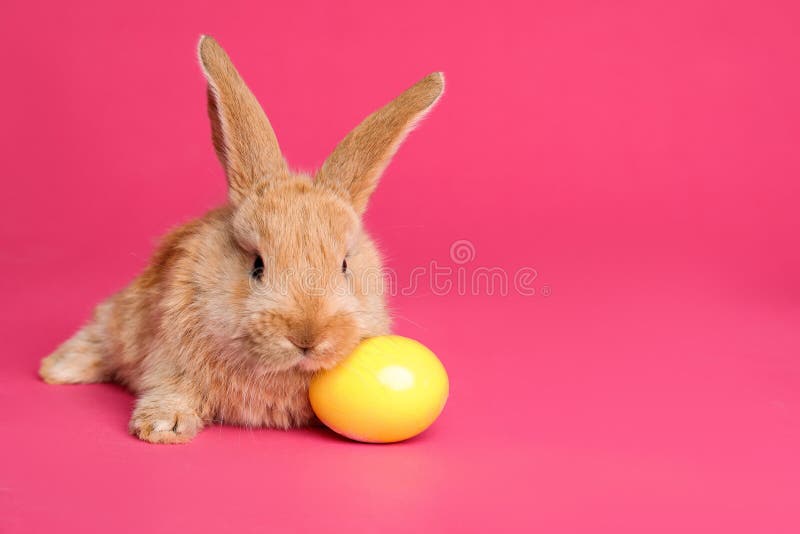 Adorable furry Easter bunny and dyed egg on color background, space for text. Adorable furry Easter bunny and dyed egg on color background, space for text