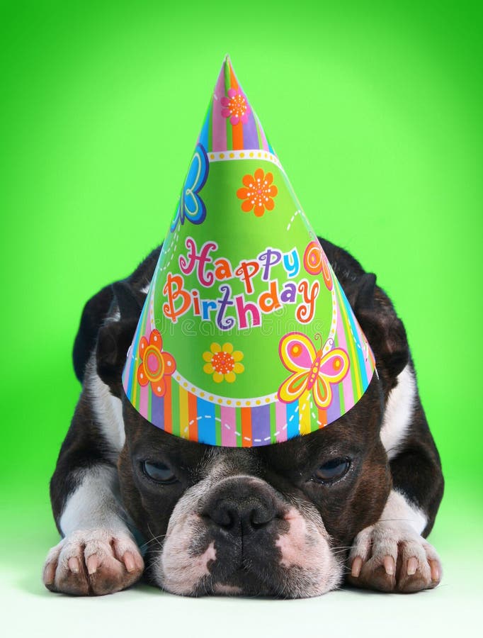 Urodzinowy mops obraz stock. Obraz złożonej z szczeniak 12293331