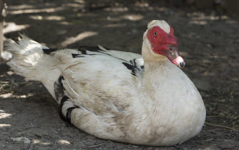 Urogallo de madera del pato casero, blanco, y una cabeza roja que se sienta en la tierra foto de archivo libre de regalías Urogallo de madera del pato casero, blanco, y una cabeza roja que se sienta en la tierra foto de archivo libre de regalías