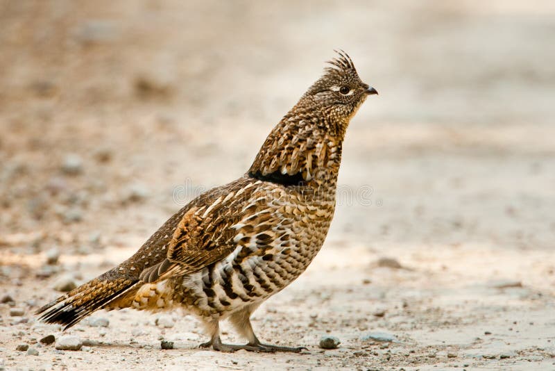 Adult Ruffed Grouse Strutting On Gravel Track. Adult Ruffed Grouse Strutting On Gravel Track