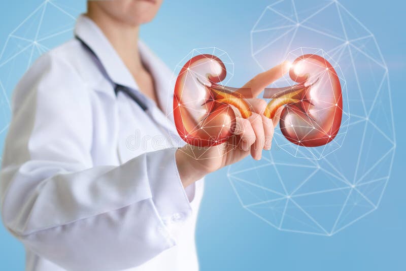Urologist shows on-screen of a kidney design concept. Urologist shows on-screen of a kidney design concept.