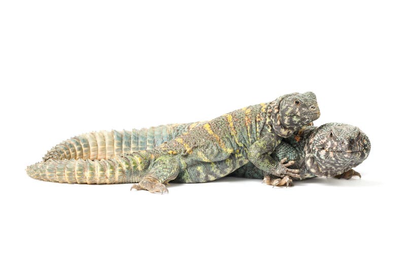 Uromastyx Ornata Ornata Male and Female Stock Photo - Image of animal,  lizard: 226969874