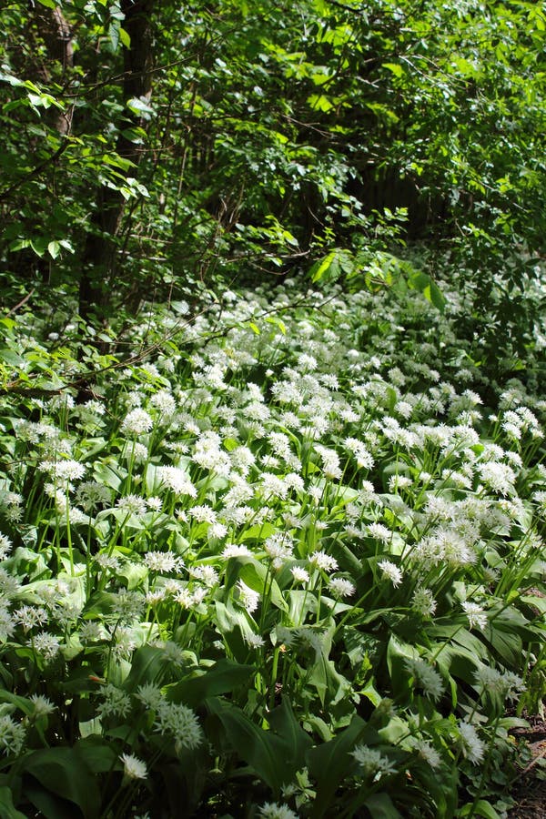 Ursinum selvagem do Allium do alho dos ursos na flor na floresta ribeirinho em Leipzig, Alemanha foto de stock Ursinum selvagem do Allium do alho dos ursos na flor na floresta ribeirinho em Leipzig, Alemanha foto de stock