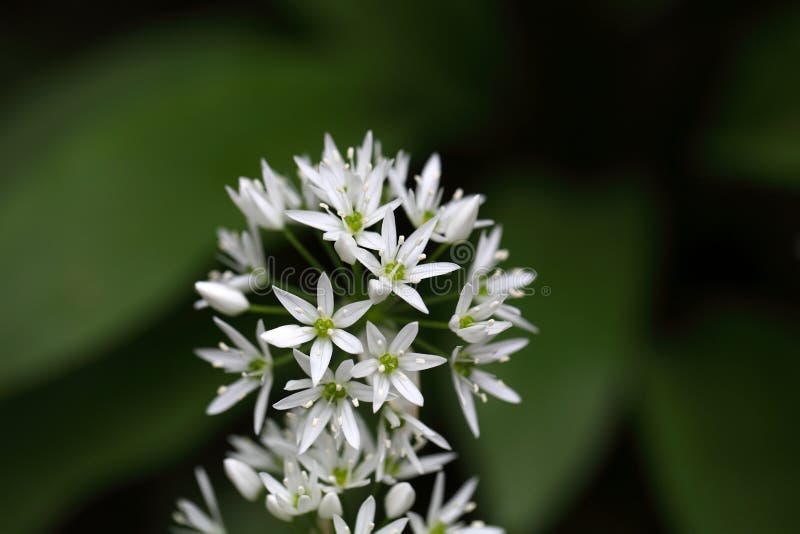 Ursinum лукабатуна одичалого чеснока или ramsons стоковое фото rf Ursinum лукабатуна одичалого чеснока или ramsons стоковое фото rf