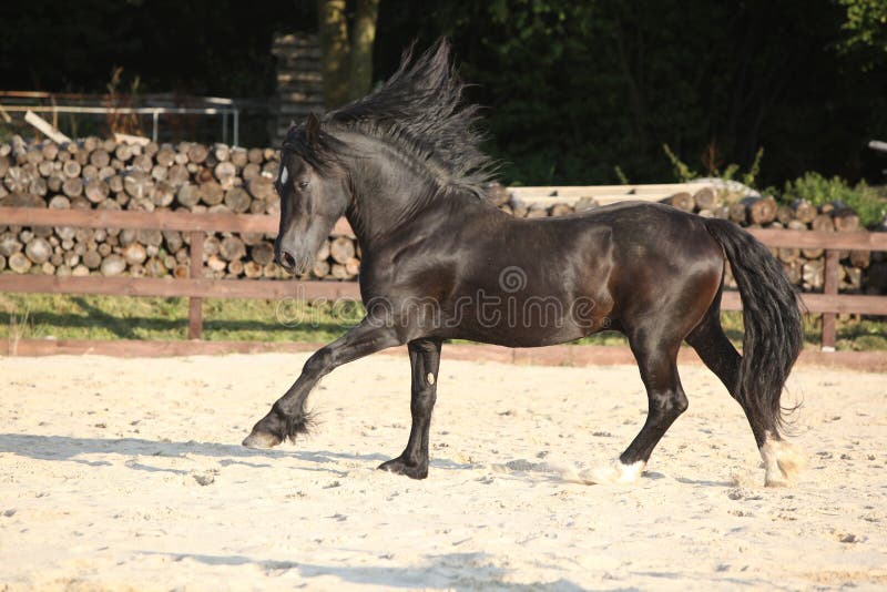 Ursnygg brun welsh majskolvspring royaltyfri foto Ursnygg brun welsh majskolvspring royaltyfri foto