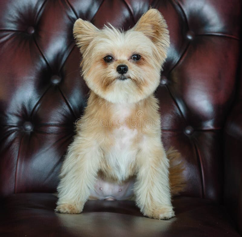 Fluffig hund arkivfoto. Bild av angus 37526750