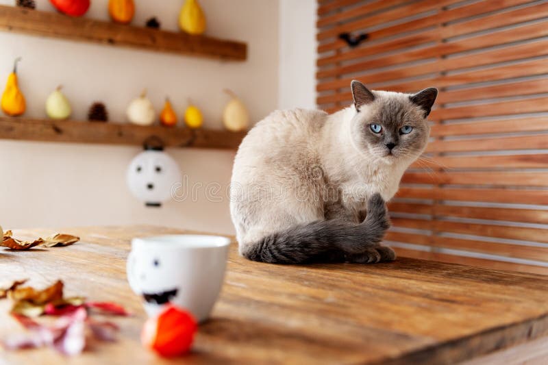 Ursnyggt älsklings- kattsammanträde på tabellen i det halloween temat dekorerade vardagsrum Inre för hus för familj för livsstila royaltyfri fotografi Ursnyggt älsklings- kattsammanträde på tabellen i det halloween temat dekorerade vardagsrum Inre för hus för familj för livsstila royaltyfri fotografi