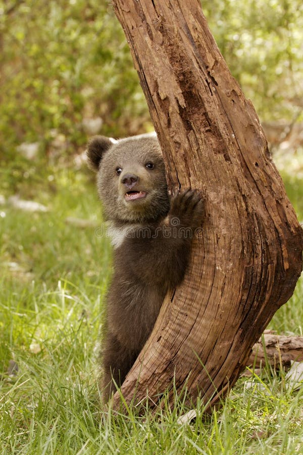 Front view of grizzly bear cub standing in grassy meadow balancing against tree trunk. Front view of grizzly bear cub standing in grassy meadow balancing against tree trunk