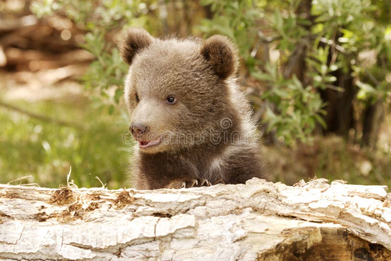 Portrait of grizzly bear cub peeking over old log with green foliage in background. Portrait of grizzly bear cub peeking over old log with green foliage in background