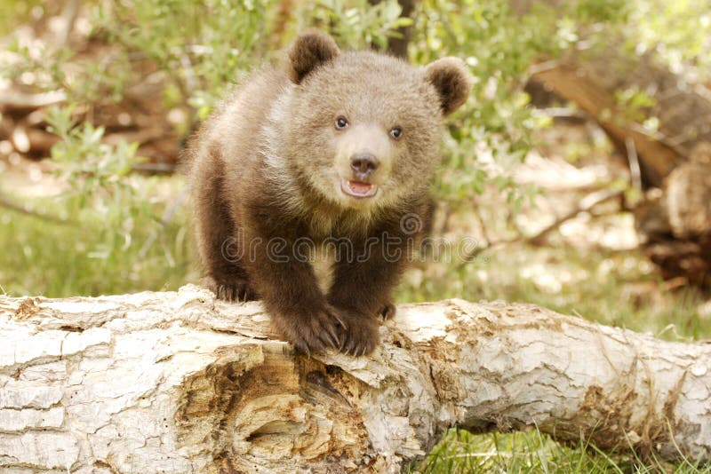 Front view of grizzly bear cub standing on old log with green foliage in background. Front view of grizzly bear cub standing on old log with green foliage in background