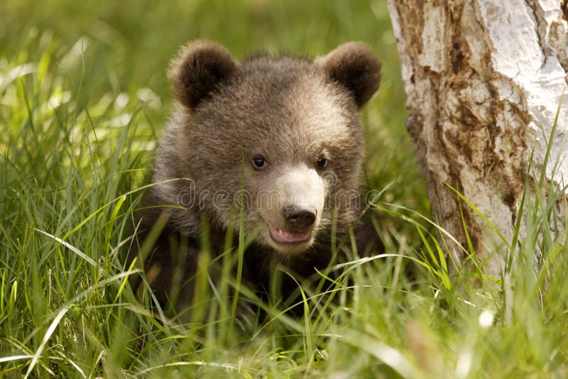 Portrait of grizzly bear cub surrounded by green grass next to tree trunk. Portrait of grizzly bear cub surrounded by green grass next to tree trunk