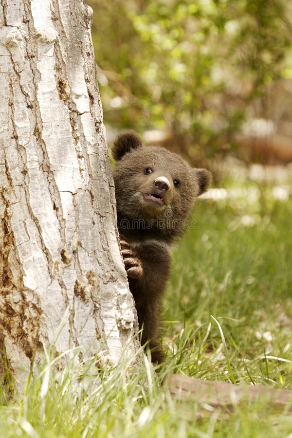 Front view of grizzly bear cub peeking from tree trunk in grassy meadow. Front view of grizzly bear cub peeking from tree trunk in grassy meadow