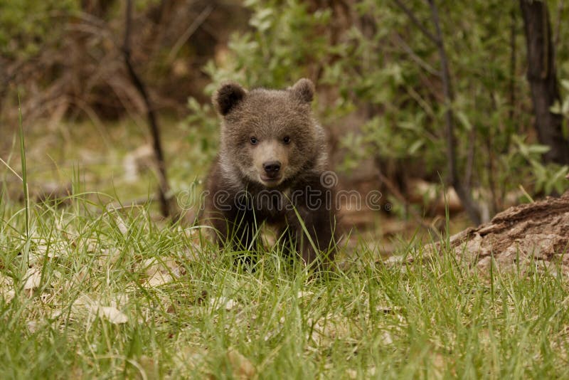 Front view of grizzly bear cub walking in grassy meadow with green foliage in background. Front view of grizzly bear cub walking in grassy meadow with green foliage in background