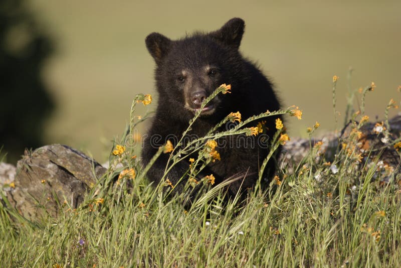 Baby black bear in spring meadow with yellow flowers. Baby black bear in spring meadow with yellow flowers