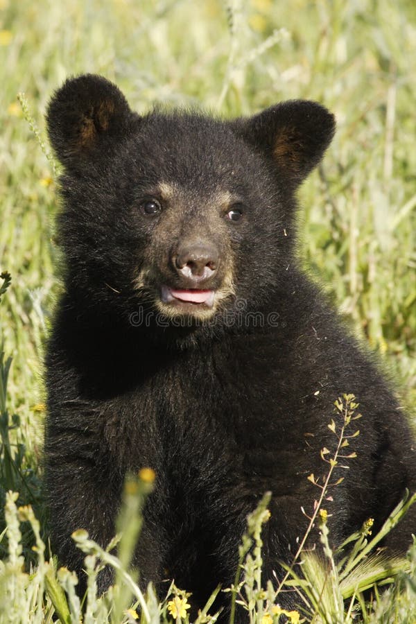 Closeup of baby black bear in meadow with green grass background. Closeup of baby black bear in meadow with green grass background