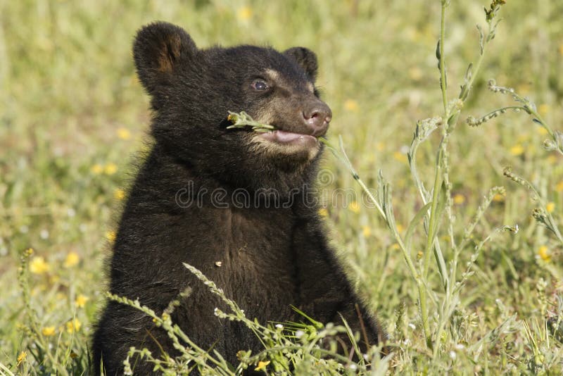 Closeup of baby black bear in spring meadow nibbling on flower. Closeup of baby black bear in spring meadow nibbling on flower