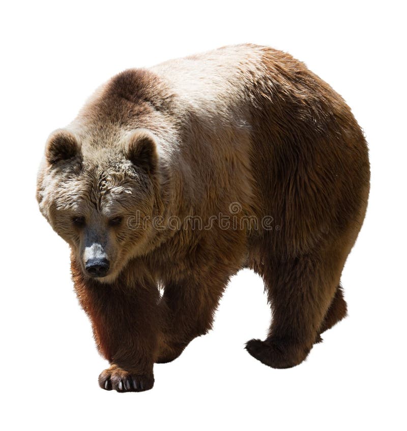Urso de Brown Isolado sobre o branco fotos de stock royalty free Urso de Brown Isolado sobre o branco fotos de stock royalty free