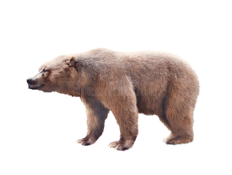 Urso de Brown no fundo branco imagem de stock Urso de Brown no fundo branco imagem de stock