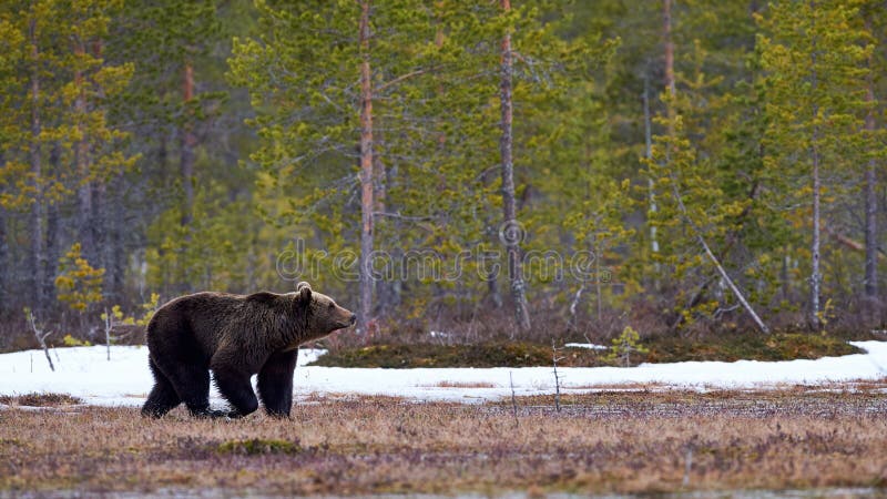 Download Urso de Brown no taiga foto de stock. Imagem de selvagem - 80100160