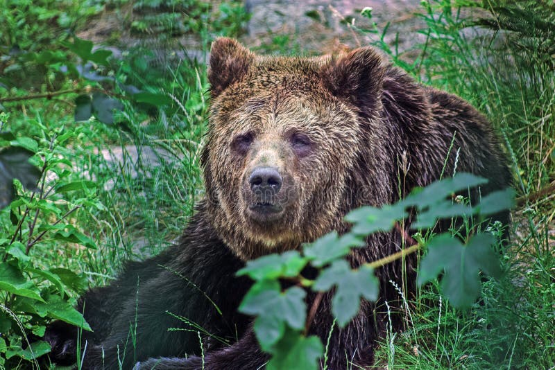 Urso de Brown que encontra-se na grama foto de stock Urso de Brown que encontra-se na grama foto de stock