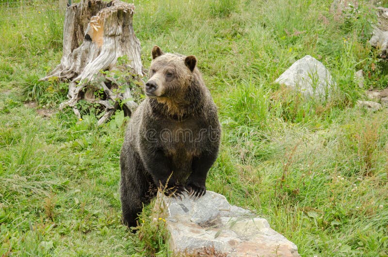 The grizzly bear (Ursus arctos ssp.) less commonly called the silvertip bear, is any North American morphological form or subspecies of brown bear, including the mainland grizzly (Ursus arctos horribilis), Kodiak bear (U. a. middendorffi), peninsular grizzly (U. a. gyas), and the recently extinct California grizzly (U. a. californicus) and Mexican grizzly bear (U. a. nelsoni). Scientists do not use the name grizzly bear but call it the North American brown bear. The grizzly bear (Ursus arctos ssp.) less commonly called the silvertip bear, is any North American morphological form or subspecies of brown bear, including the mainland grizzly (Ursus arctos horribilis), Kodiak bear (U. a. middendorffi), peninsular grizzly (U. a. gyas), and the recently extinct California grizzly (U. a. californicus) and Mexican grizzly bear (U. a. nelsoni). Scientists do not use the name grizzly bear but call it the North American brown bear.