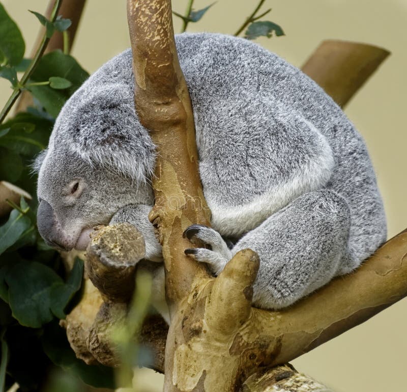 Urso de Koala foto de stock Urso de Koala foto de stock