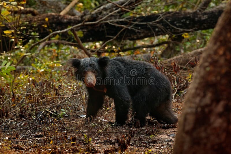Urso de preguiça selvagem, ursinus do Melursus, na floresta do parque nacional de Wilpattu, Sri Lanka Urso de preguiça que olha f