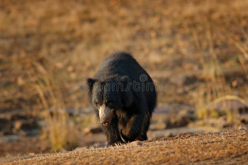 Urso De Pregui A Ursinus Do Melursus Parque Nacional De Ranthambore