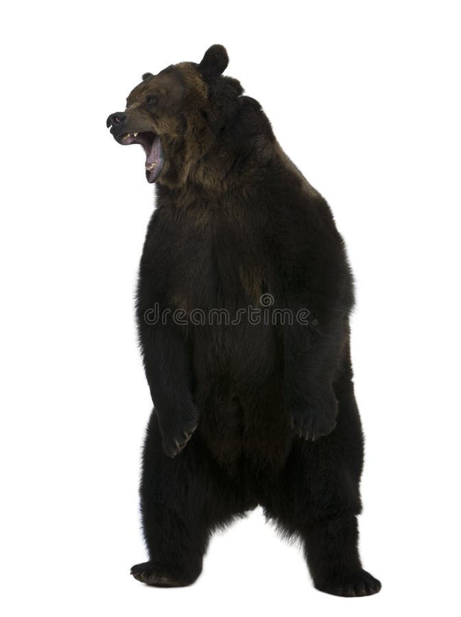 Urso do urso, 10 anos velho, posição