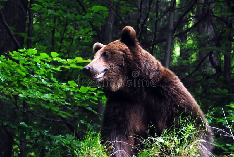 Urso marrom carpathian selvagem
