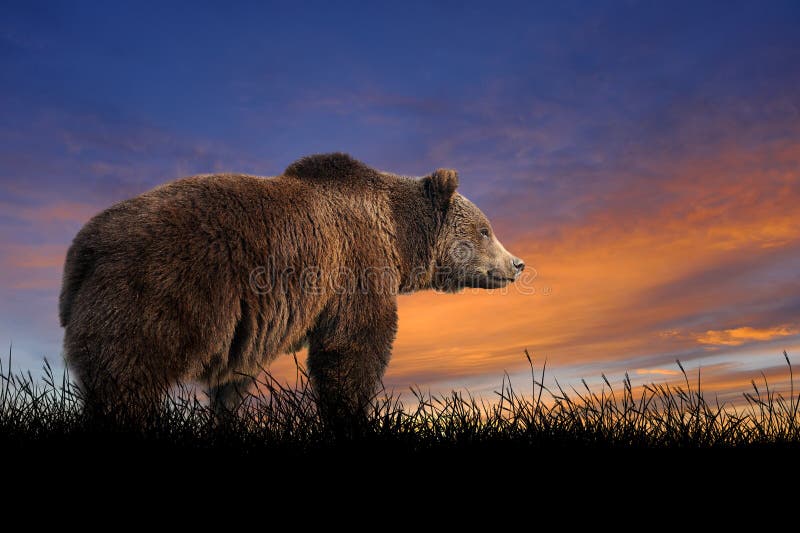 Urso no fundo do céu do por do sol fotografia de stock Urso no fundo do céu do por do sol fotografia de stock