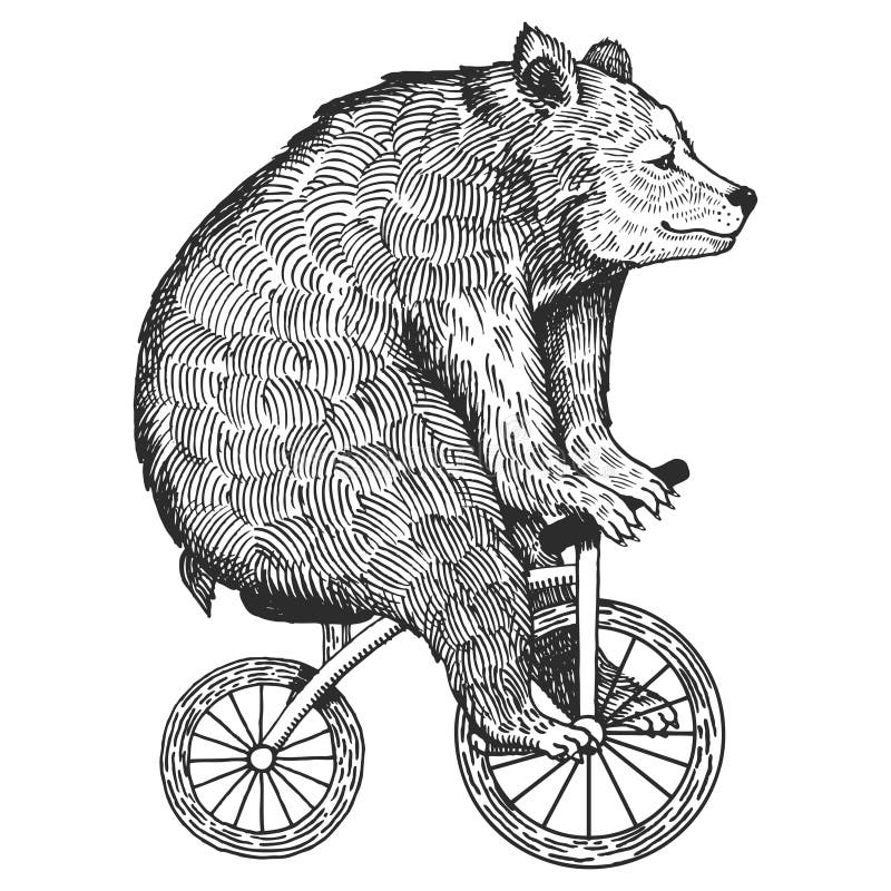 Urso no vetor do estilo da gravura da bicicleta ilustração royalty free Urso no vetor do estilo da gravura da bicicleta ilustração royalty free