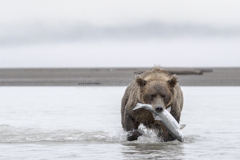 Urso pardo com um salmão grande fotos de stock Urso pardo com um salmão grande fotos de stock