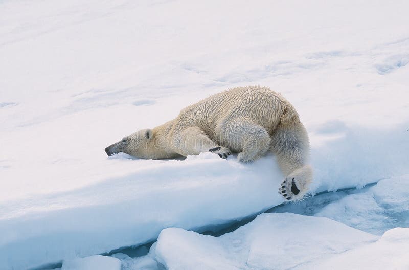 Urso polar Urso polar