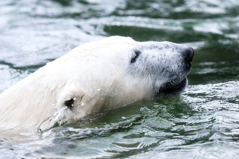 Urso polar foto de stock royalty free Urso polar foto de stock royalty free