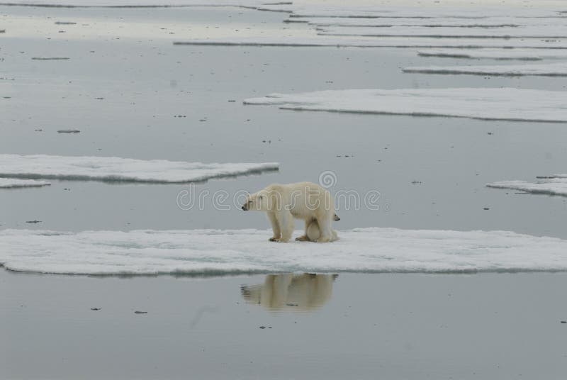 Urso polar com filhote Urso polar com filhote