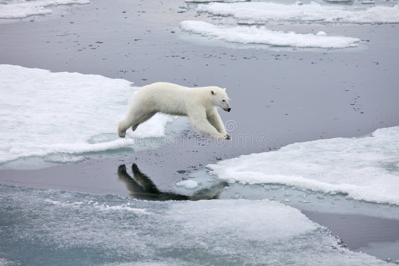 Urso polar de salto