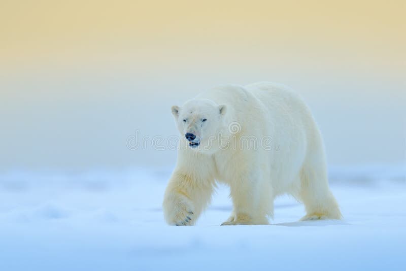 Urso polar na borda do gelo de tração com neve e na água em Manitoba, Canadá Animal branco no habitat da natureza Cena dos animai imagens de stock Urso polar na borda do gelo de tração com neve e na água em Manitoba, Canadá Animal branco no habitat da natureza Cena dos animai imagens de stock