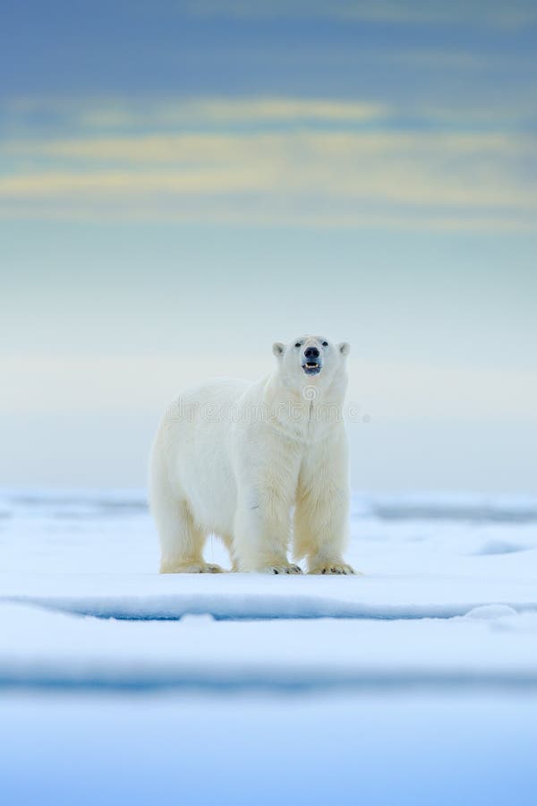 Urso polar na borda do gelo de tração com neve e na água no mar de Noruega Animal branco no habitat da natureza, Europa Cena dos