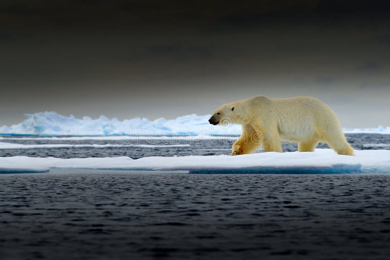 Urso polar na borda do gelo de tração com neve e na água no mar de Noruega Animal branco no habitat da natureza, Europa Cena dos