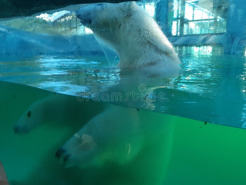 Urso polar no parque do safari fotografia de stock royalty free Urso polar no parque do safari fotografia de stock royalty free