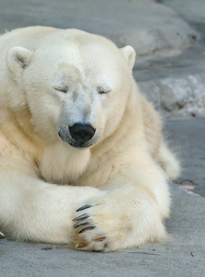 Polar Bear taking an afternoon nap. Polar Bear taking an afternoon nap.