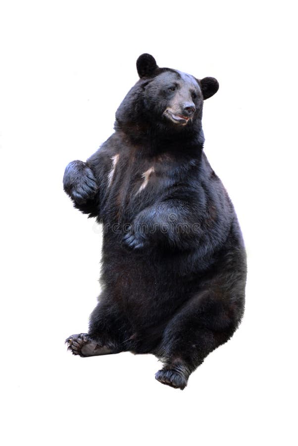 Urso preto foto de stock royalty free Urso preto foto de stock royalty free